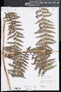 Phegopteris keraudreniana image
