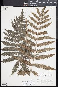 Goniopteris biformata image