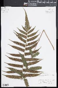 Thelypteris dentata image