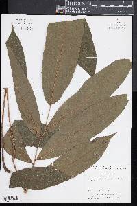 Meniscium macrophyllum image