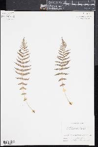 Thelypteris nevadensis image