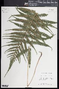 Thelypteris ovata image