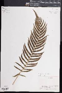 Thelypteris patens image