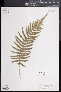 Thelypteris patens image