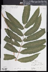 Thelypteris poiteana image