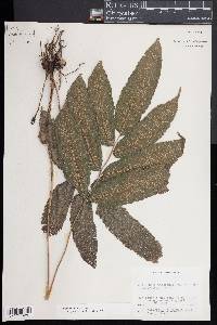 Thelypteris poiteana image