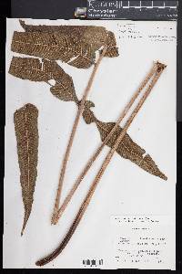 Thelypteris reticulata image