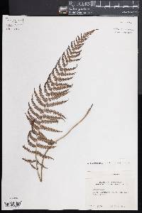 Thelypteris rudis image