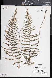 Thelypteris rudis image