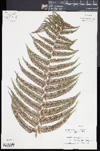 Thelypteris rudis image