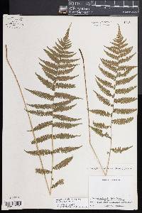 Coryphopteris simulata image