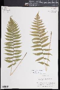 Coryphopteris simulata image