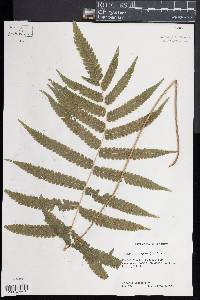 Thelypteris tetragona image