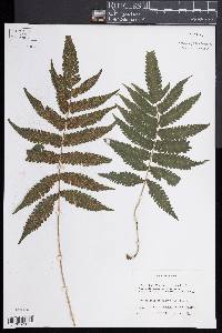 Thelypteris tetragona image