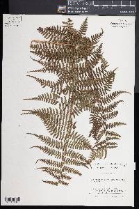 Dryopteris unidentata image