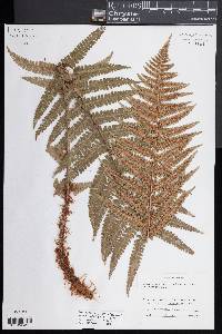 Dryopteris pseudomas image