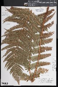 Dryopteris pseudomas image