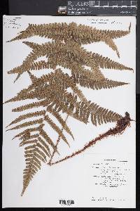 Dryopteris aitoniana image