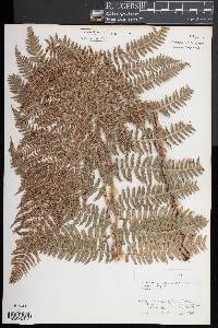 Dryopteris arguta image