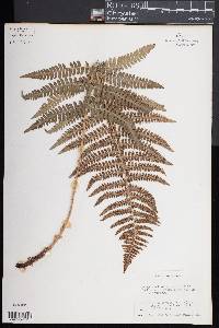 Dryopteris arguta image