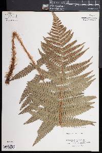 Dryopteris pseudomas image