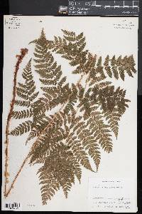 Dryopteris campyloptera image