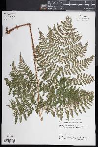 Dryopteris campyloptera image