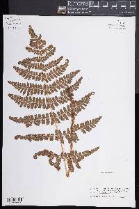 Dryopteris campyloptera image