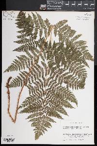 Dryopteris campyloptera image