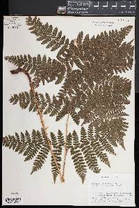 Dryopteris campyloptera image