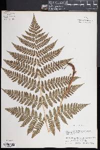 Dryopteris campyloptera image