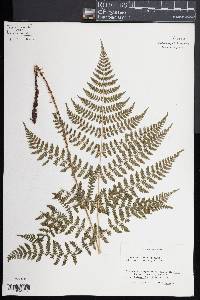 Dryopteris campyloptera image