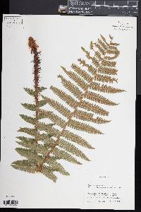 Dryopteris crassirhizoma image