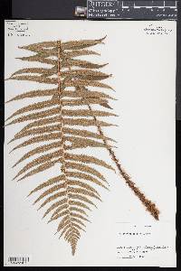 Dryopteris cycadina image