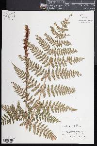 Dryopteris dilatata image