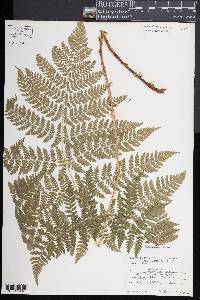 Dryopteris expansa image