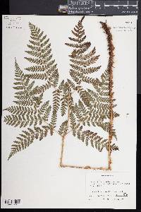 Dryopteris expansa image