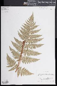 Dryopteris expansa image
