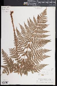 Dryopteris expansa image
