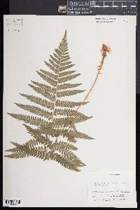 Dryopteris filix-mas image