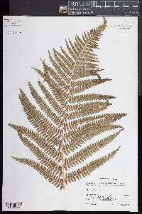 Dryopteris filix-mas image