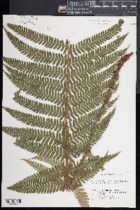 Dryopteris filix-mas image