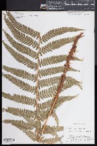 Dryopteris filix-mas image