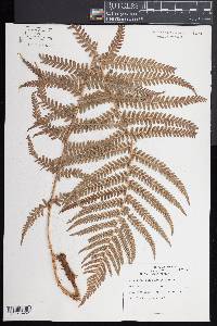 Dryopteris filix-mas image