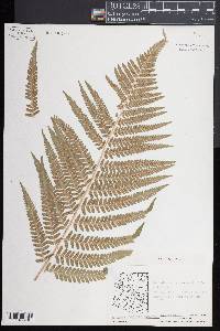 Dryopteris filix-mas image