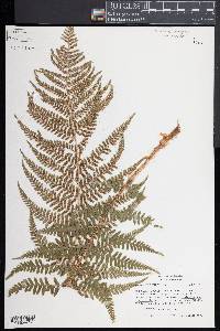 Dryopteris filix-mas image