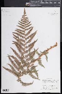 Dryopteris filix-mas image