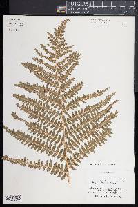 Dryopteris filix-mas image