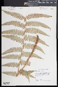 Dryopteris filix-mas image