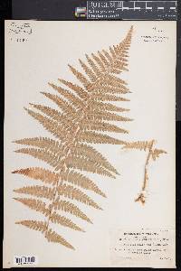 Dryopteris filix-mas image